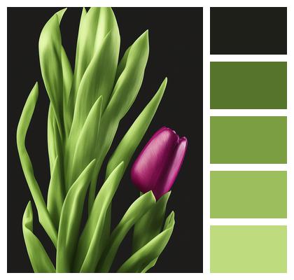 Purple Tulip Flower Ai Generated Image
